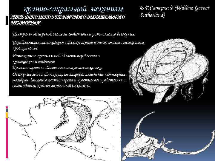 кранио-сакральной механизм ПЯТЬ ФЕНОМЕНОВ "ПЕРВИЧНОГО ДЫХАТЕЛЬНОГО МЕХАНИЗМА" В. Г. Сатерленд (William Garner Sutherland) Центральной