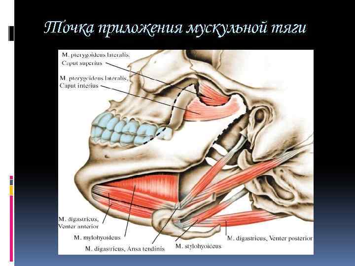 Точка приложения мускульной тяги 