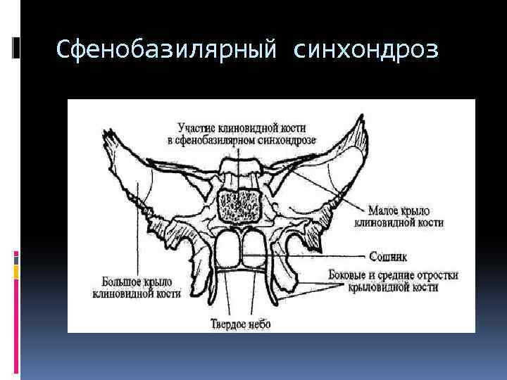 Сфенобазилярный синхондроз 