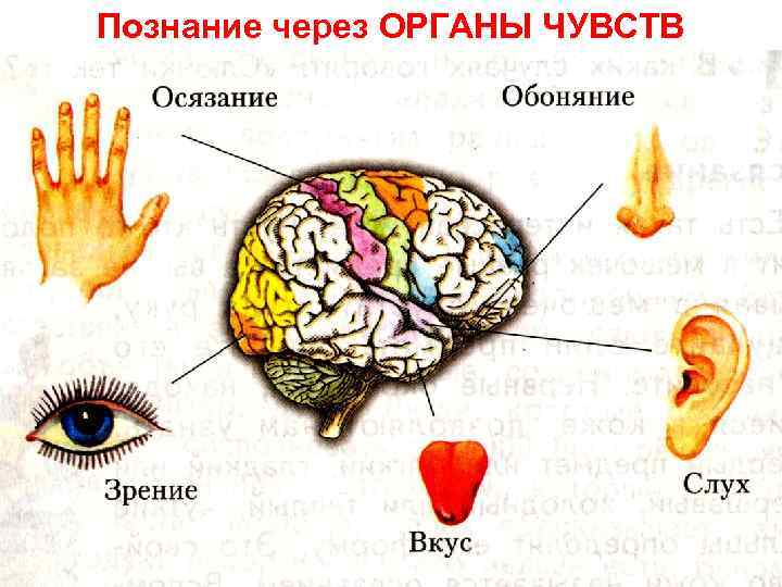 Познание через ОРГАНЫ ЧУВСТВ 