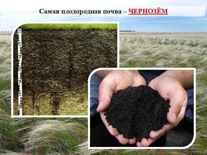 Черноземные плодородие. Чернозем. Черноземные почвы. Почва чернозем. Самые плодородные почвы.