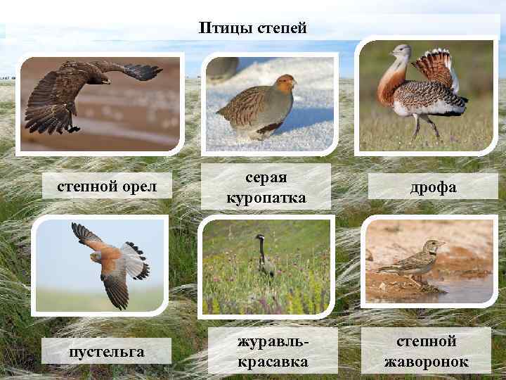 Птицы степей степной орел пустельга серая куропатка журавлькрасавка дрофа степной жаворонок 