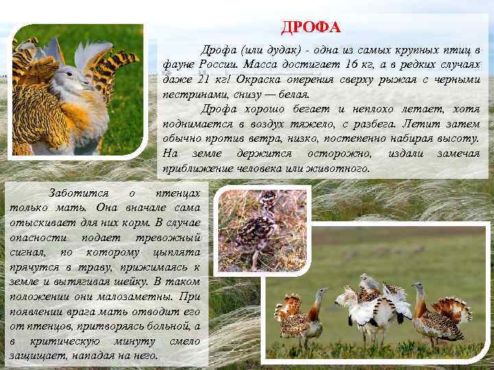 ДРОФА Дрофа (или дудак) - одна из самых крупных птиц в фауне России. Масса
