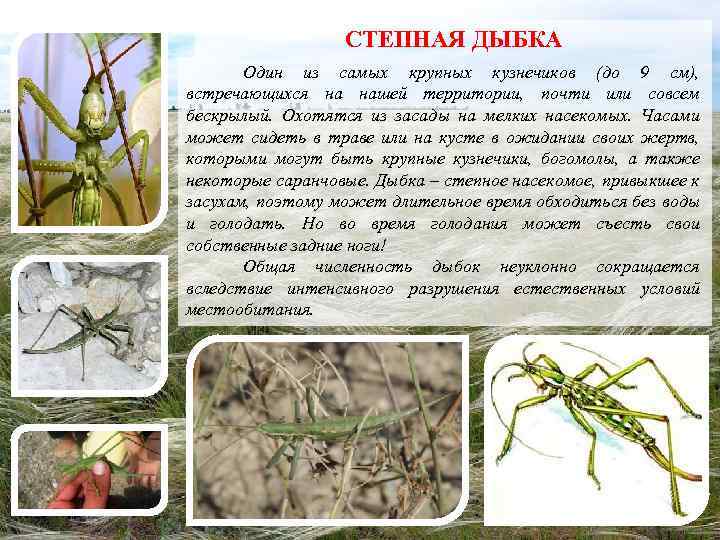 СТЕПНАЯ ДЫБКА Один из самых крупных кузнечиков (до 9 см), встречающихся на нашей территории,