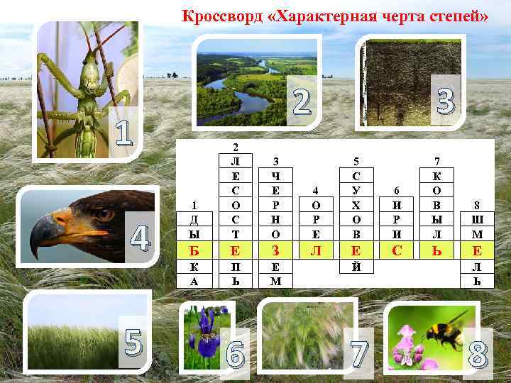 Кроссворд «Характерная черта степей» 1 4 5 3 2 1 Д Ы 2 Л