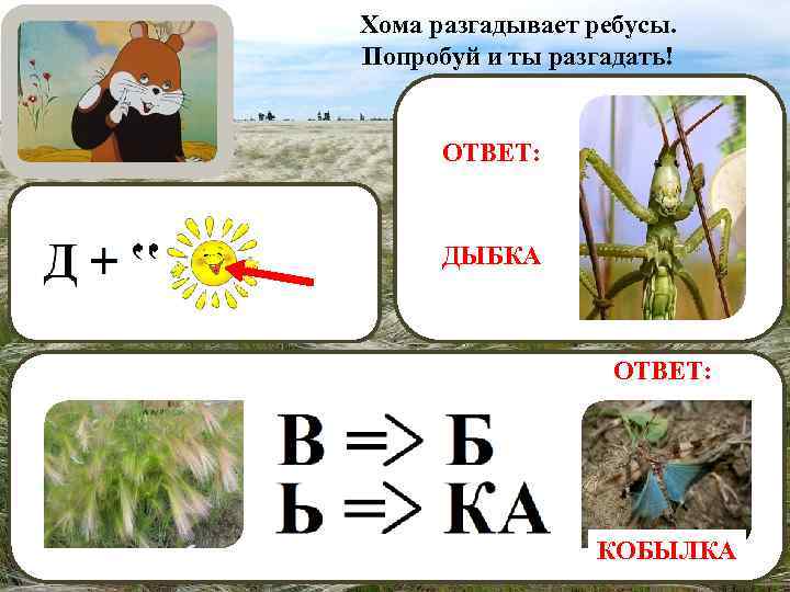 Хома разгадывает ребусы. Попробуй и ты разгадать! ОТВЕТ: ДЫБКА ОТВЕТ: КОБЫЛКА 