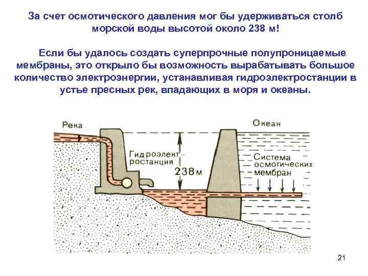 За счет осмотического давления мог бы удерживаться столб морской воды высотой около 238 м!