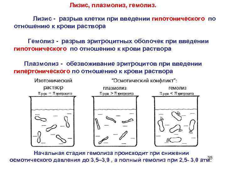 Лизис, плазмолиз, гемолиз. Лизис - разрыв клетки при введении гипотонического по отношению к крови