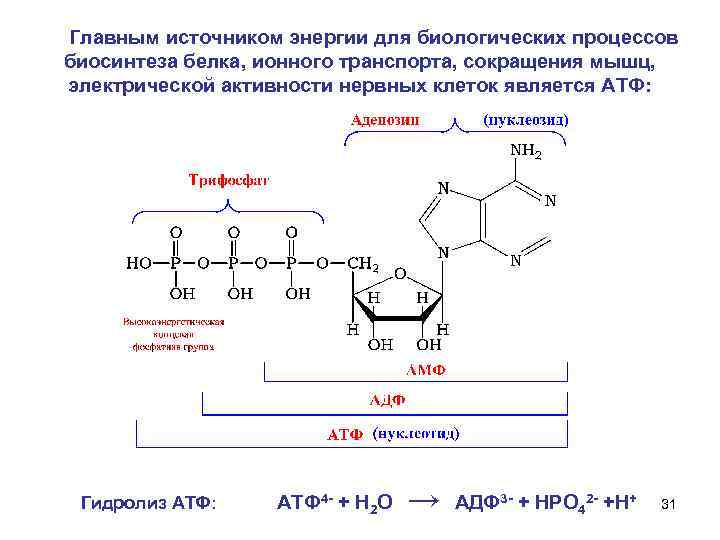 Главным источником энергии для биологических процессов биосинтеза белка, ионного транспорта, сокращения мышц, электрической активности