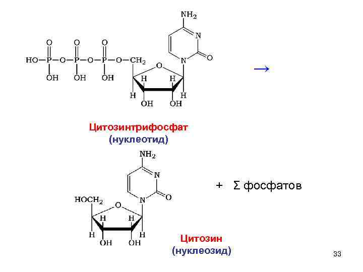 → Цитозинтрифосфат (нуклеотид) + Σ фосфатов Цитозин (нуклеозид) 33 