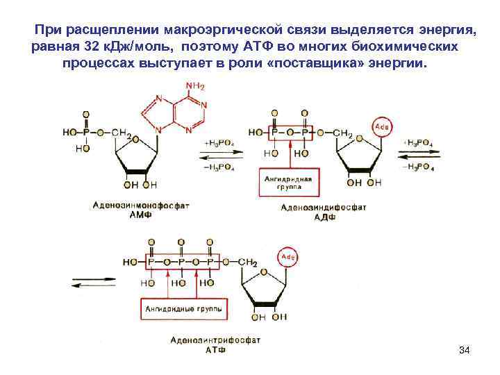 При расщеплении макроэргической связи выделяется энергия, равная 32 к. Дж/моль, поэтому АТФ во многих
