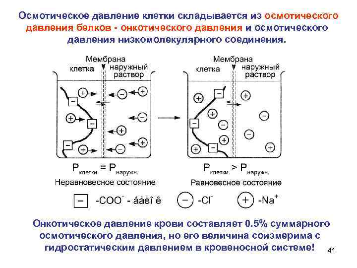  Осмотическое давление клетки складывается из осмотического давления белков онкотического давления и осмотического давления