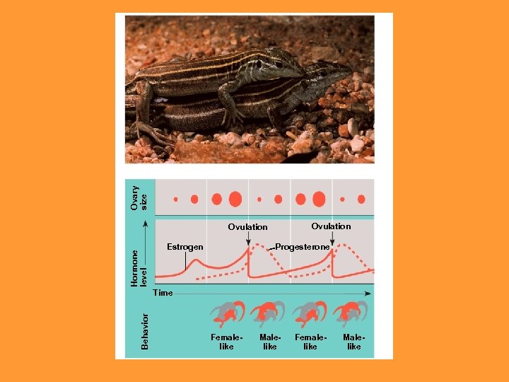 Ovary size Ovulation Hormone level Ovulation Estrogen Progesterone Behavior Time Femalelike Malelike 
