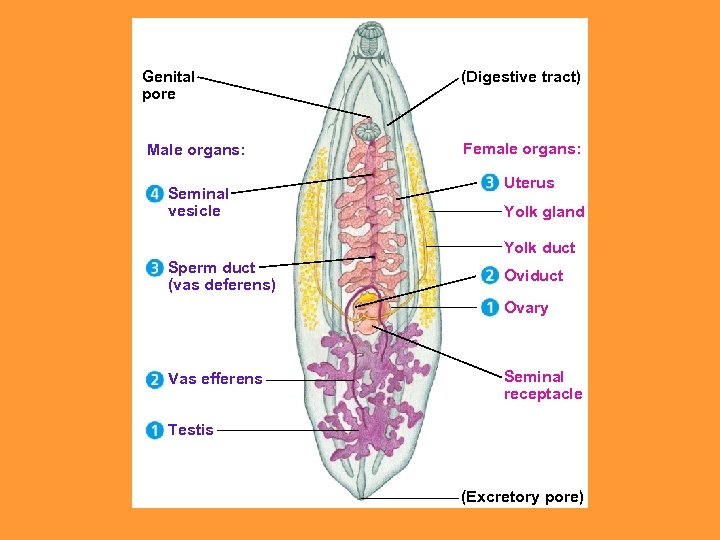 Genital pore Male organs: Seminal vesicle (Digestive tract) Female organs: Uterus Yolk gland Yolk