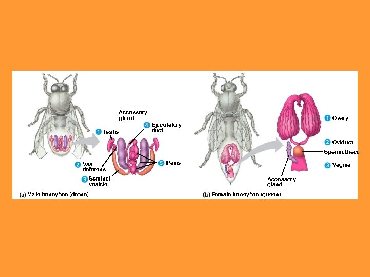 Accessory gland Testis Ovary Ejaculatory duct Oviduct Spermatheca Vas deferens Seminal vesicle Male honeybee