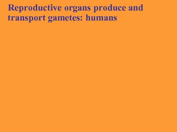 Reproductive organs produce and transport gametes: humans 