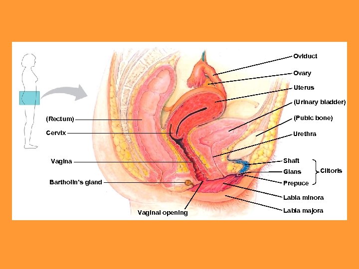 Oviduct Ovary Uterus (Urinary bladder) (Rectum) (Pubic bone) Cervix Urethra Shaft Vagina Glans Bartholin’s