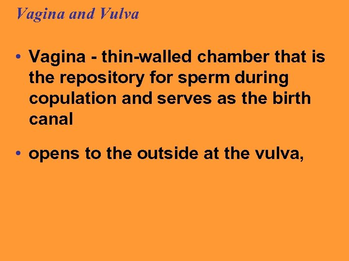 Vagina and Vulva • Vagina - thin-walled chamber that is the repository for sperm