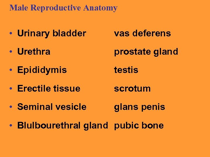 Male Reproductive Anatomy • Urinary bladder vas deferens • Urethra prostate gland • Epididymis
