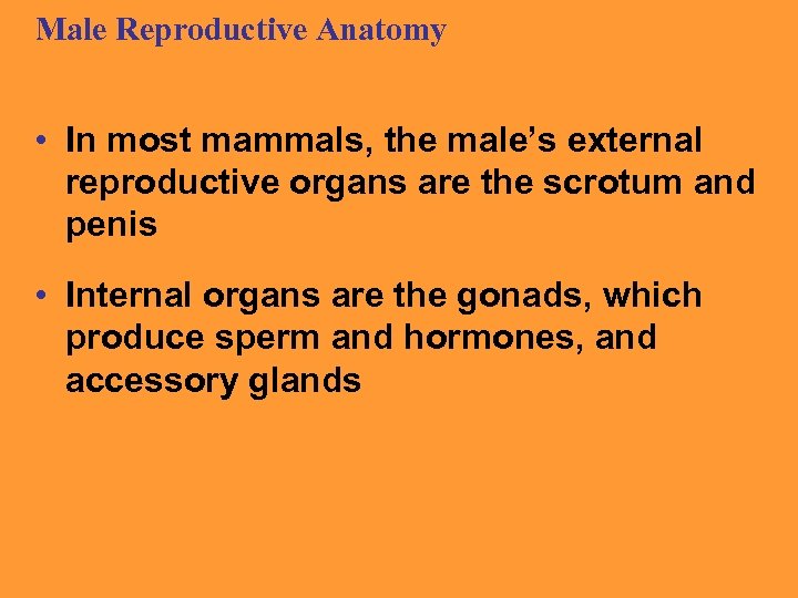 Male Reproductive Anatomy • In most mammals, the male’s external reproductive organs are the
