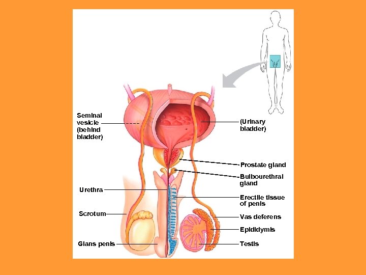 Seminal vesicle (behind bladder) (Urinary bladder) Prostate gland Urethra Bulbourethral gland Erectile tissue of
