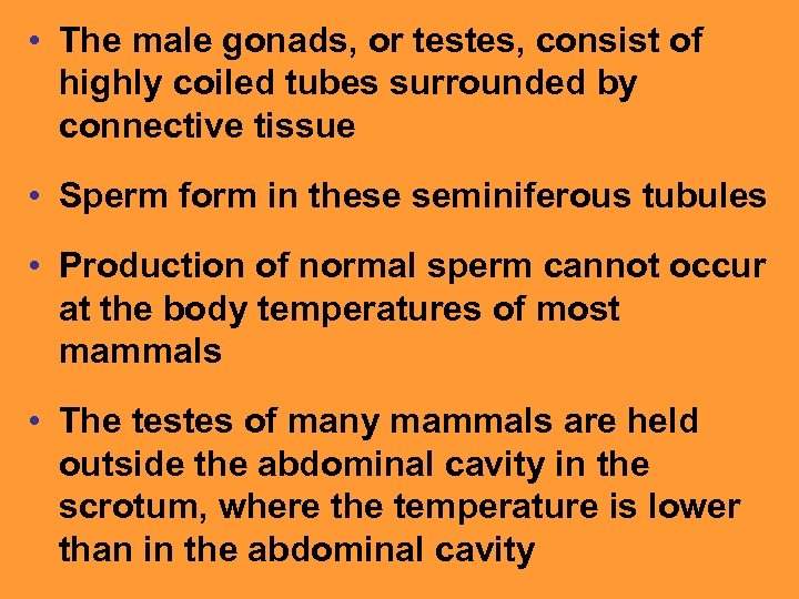  • The male gonads, or testes, consist of highly coiled tubes surrounded by