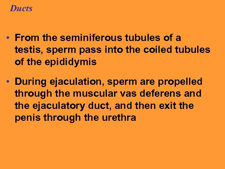 Ducts • From the seminiferous tubules of a testis, sperm pass into the coiled
