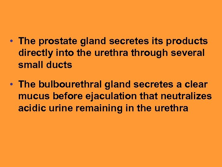  • The prostate gland secretes its products directly into the urethra through several