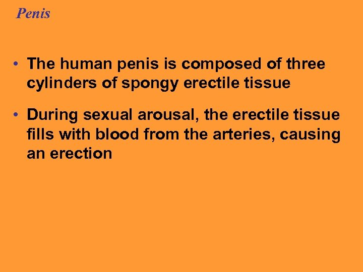 Penis • The human penis is composed of three cylinders of spongy erectile tissue
