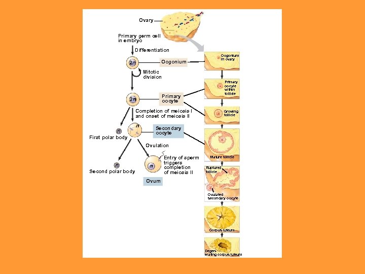 Ovary Primary germ cell in embryo Differentiation Oogonium in ovary Mitotic division Primary oocyte