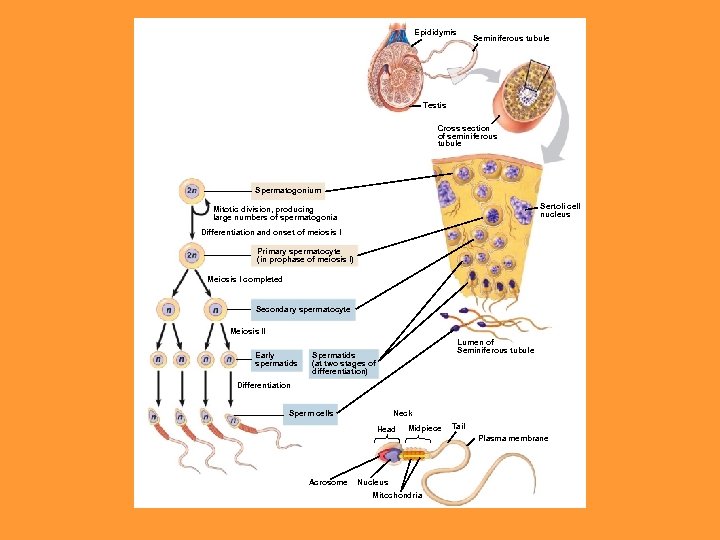 Epididymis Seminiferous tubule Testis Cross section of seminiferous tubule Spermatogonium Sertoli cell nucleus Mitotic