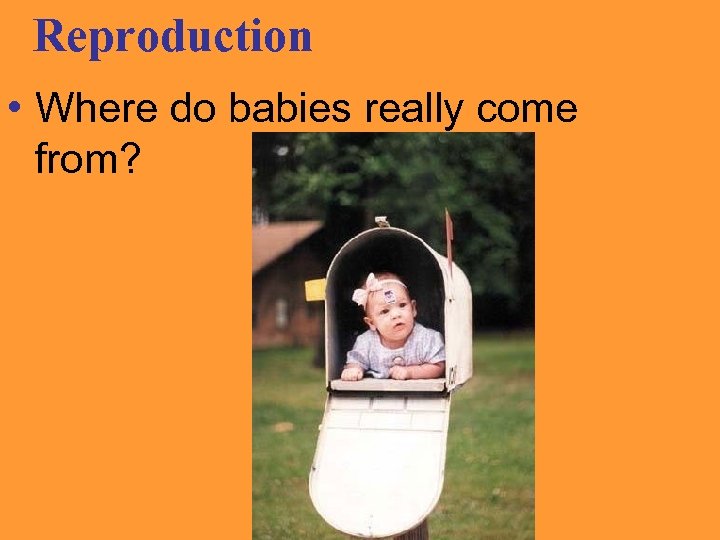 Reproduction • Where do babies really come from? 
