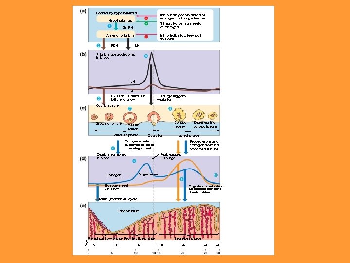 Control by hypothalamus Inhibited by combination of estrogen and progesterone Hypothalamus Stimulated by high