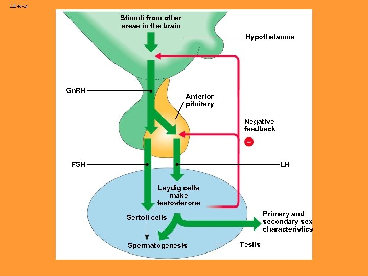 LE 46 -14 Stimuli from other areas in the brain Hypothalamus Gn. RH Anterior