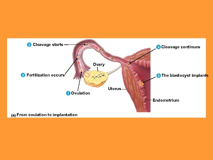 Cleavage starts Cleavage continues Ovary Fertilization occurs The blastocyst implants Ovulation Uterus Endometrium From