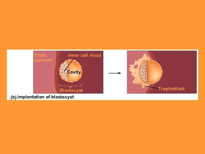 Endometrium Inner cell mass Cavity Blastocyst Implantation of blastocyst Trophoblast 
