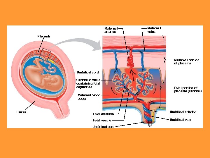 Maternal arteries Maternal veins Placenta Maternal portion of placenta Umbilical cord Chorionic villus containing