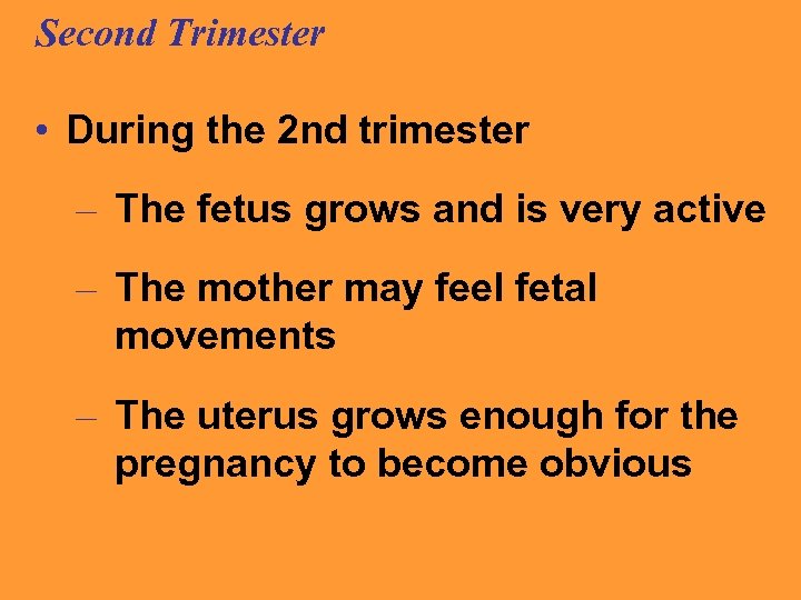 Second Trimester • During the 2 nd trimester – The fetus grows and is