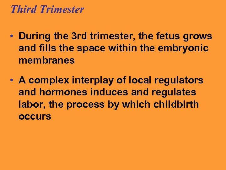 Third Trimester • During the 3 rd trimester, the fetus grows and fills the