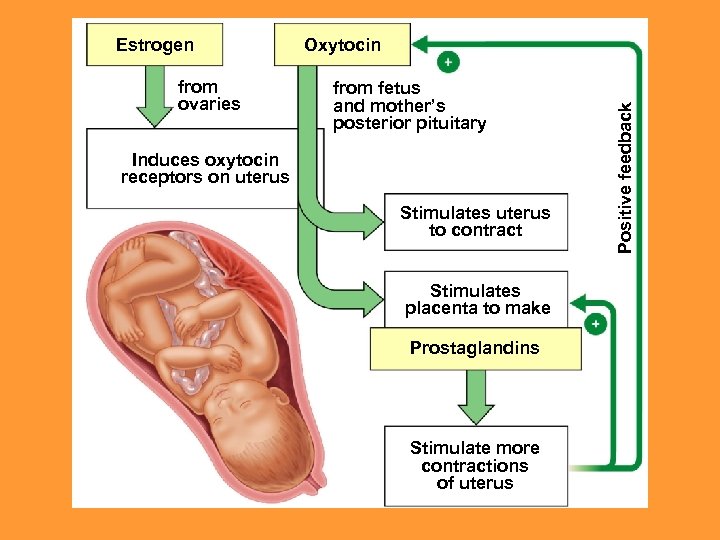from ovaries Oxytocin from fetus and mother’s posterior pituitary Induces oxytocin receptors on uterus