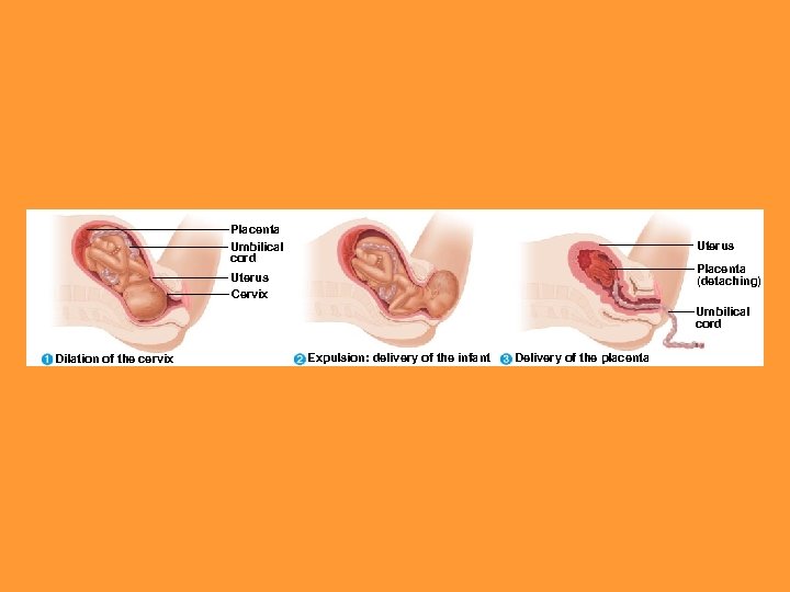 Placenta Umbilical cord Uterus Placenta (detaching) Uterus Cervix Umbilical cord Dilation of the cervix