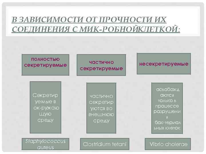 В ЗАВИСИМОСТИ ОТ ПРОЧНОСТИ ИХ СОЕДИНЕНИЯ С МИК РОБНОЙКЛЕТКОЙ: полностью секретируемые Секретир уемые в