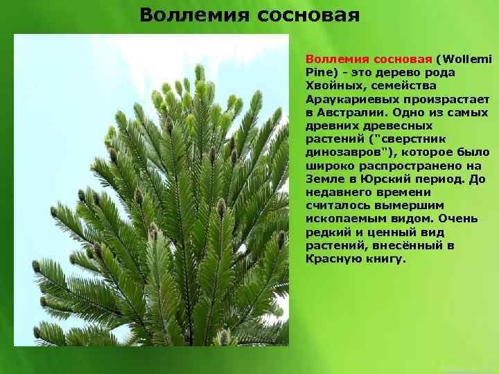 Воллемия сосновая (Wollemi Pine) - это дерево рода Хвойных, семейства Араукариевых произрастает в Австралии.