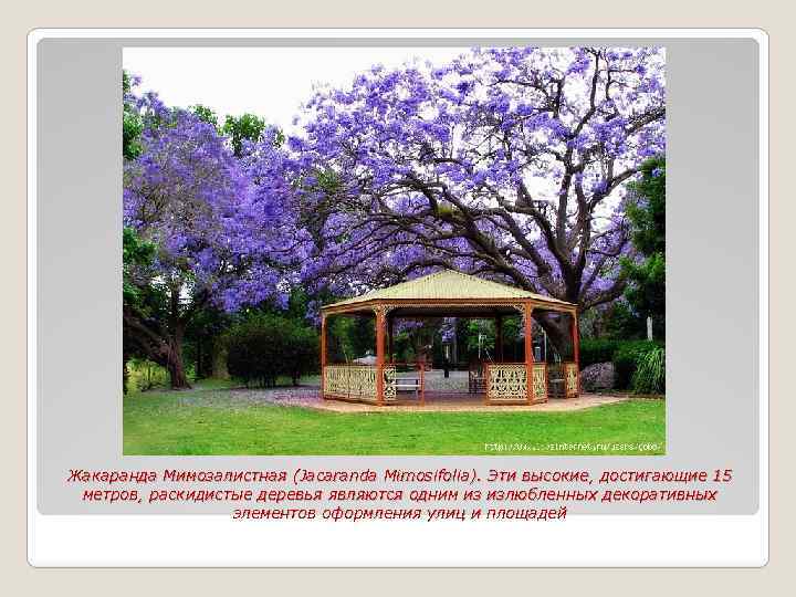 Жакаранда Мимозалистная (Jacaranda Mimosifolia). Эти высокие, достигающие 15 метров, раскидистые деревья являются одним из