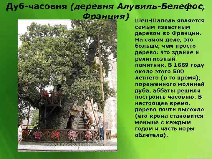 Дуб-часовня (деревня Алувиль-Белефос, Франция) Шен-Шапель является самым известным деревом во Франции. На самом деле,