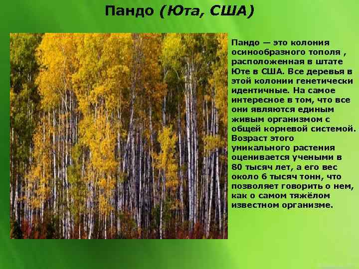 Пандо (Юта, США) Пандо — это колония осинообразного тополя , расположенная в штате Юте