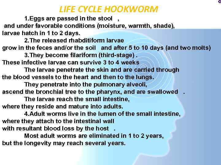 LIFE CYCLE HOOKWORM 1. Eggs are passed in the stool , and under favorable