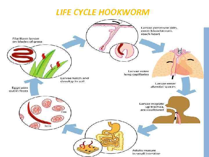 LIFE CYCLE HOOKWORM 