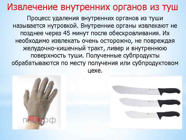Извлечение внутренних органов из туш Процесс удаления внутренних органов из туши называется нутровкой. Внутренние