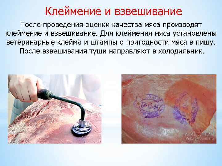 Клеймение и взвешивание После проведения оценки качества мяса производят клеймение и взвешивание. Для клеймения